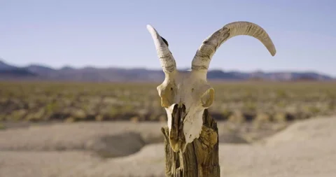 Drought Climate Change Global Warming Animal Skull Bighorn 001 Stock Footage 170042454