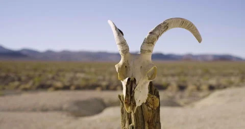 Drought Climate Change Global Warming Animal Skull Bighorn 004 Stock Footage 170043262