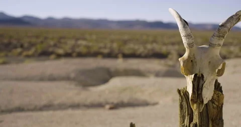 Drought Climate Change Global Warming Animal Skull Bighorn 005 Stock Footage 170044519