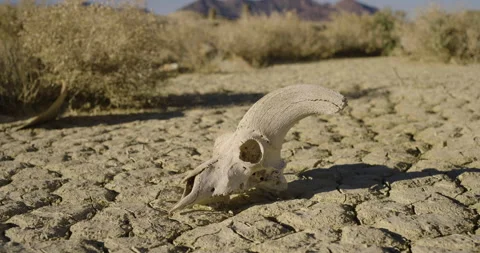 Drought Climate Change Global Warming Animal Skull Bighorn 006 Stock Footage 170045681