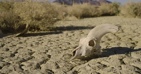 Drought Climate Change Global Warming Animal Skull Bighorn 007 Stock Footage 170046719