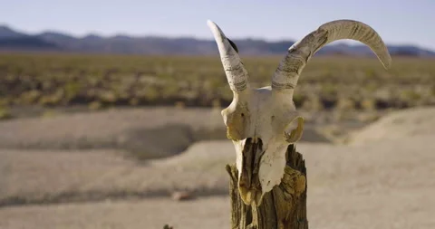 Drought Climate Change Global Warming Animal Skull Bighorn 007 Stock Footage 170047610
