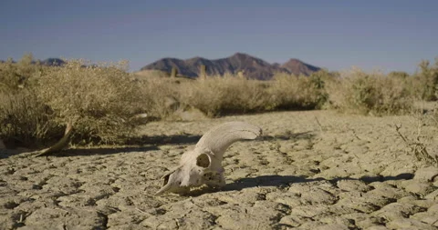 Drought Climate Change Global Warming Animal Skull Bighorn 008 Stock Footage 170048197