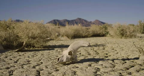 Drought Climate Change Global Warming Animal Skull Bighorn 009 Stock Footage 170049055