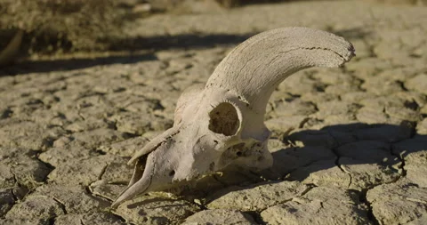 Drought Climate Change Global Warming Animal Skull Bighorn 010 Stock Footage 170049395