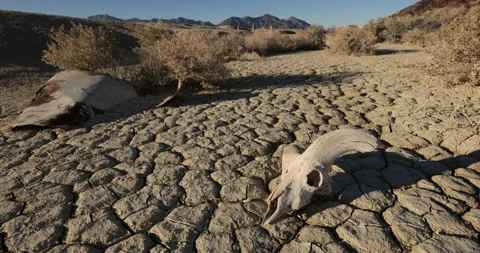 Drought Climate Change Global Warming Animal Skull Bighorn 012 Stock Footage 170052532