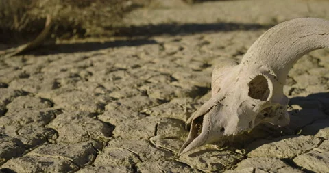 Drought Climate Change Global Warming Animal Skull Bighorn 011 Stock Footage 170052661