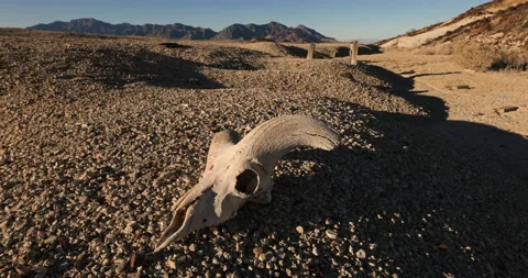 Drought Climate Change Global Warming Animal Skull Bighorn 018 Stock Footage 170058381