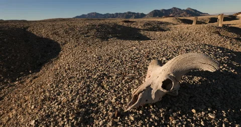 Drought Climate Change Global Warming Animal Skull Bighorn 019 Stock Footage 170059617