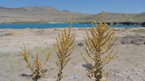 Drought concept video, dried plants and lake background Stock Footage 202199929