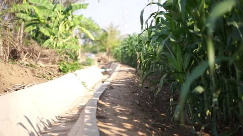 Drought at corn field Video stock 68341569