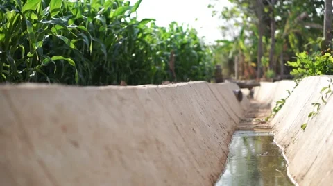 Drought at corn field Video stock 68341588