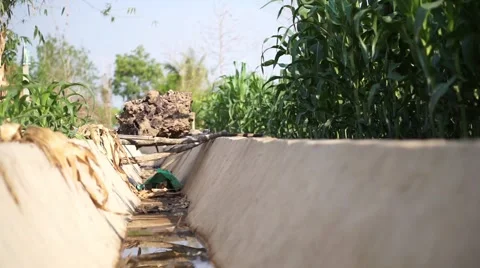Drought at corn field Stock Footage 68341589