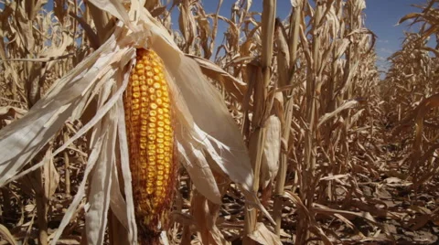 Drought Corn Kernel 動画素材 44268669