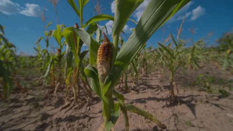 Drought corn land Stock-Footage 172084742