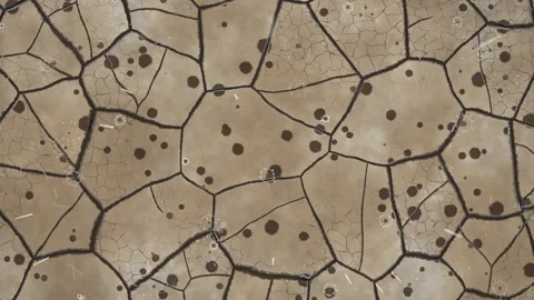 Drought Cracked Earth Rain Return and Seedlings Sprouting Animation 库存影片 347457606