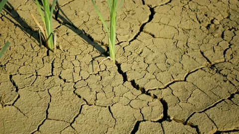 Drought cracked pond wetland, swamp very drying up the soil crust earth climate Stock Footage