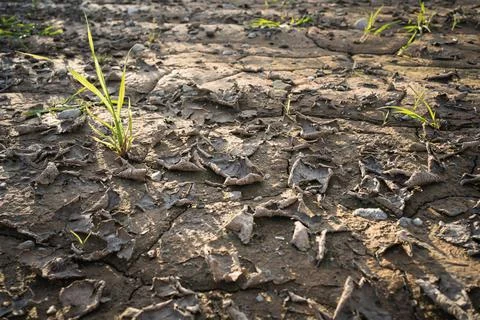 Drought cracked soil texture background with lonely plant Stock Photos