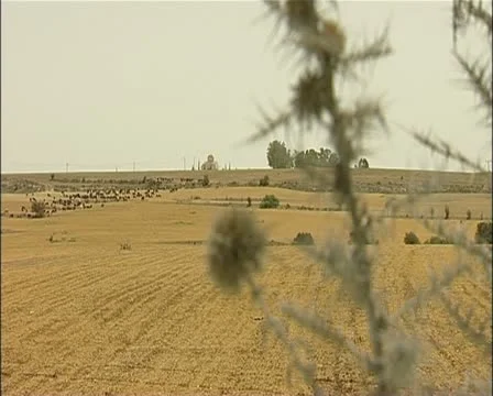 Drought in Cyprus dry background - pull focus thistle 16:9 PAL Stock Footage 21273209