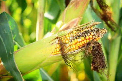 Drought damage and common smut disease in agricultural corn field. Photos