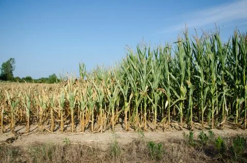 Drought damaged corn Stock-Fotos