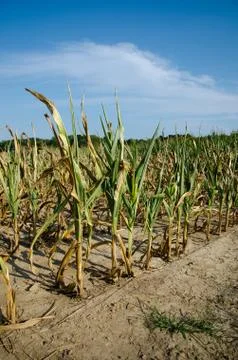 Drought damaged corn 스톡 사진