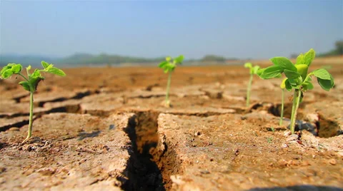 Drought disaster Video stock 35574421