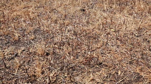 Drought dry dead grass lawn pan Stock-Footage 49261028