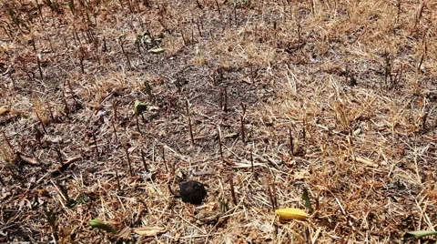 Drought dry dead grass lawn slider right Stock-Footage 49273582