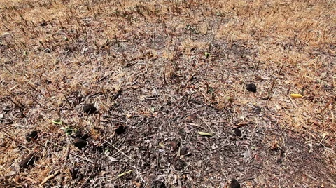 Drought dry dead grass lawn slider rt Stock-Footage 49276718