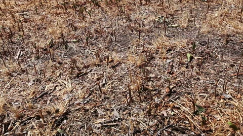 Drought dry dead grass lawn slider Stock-Footage 49277656