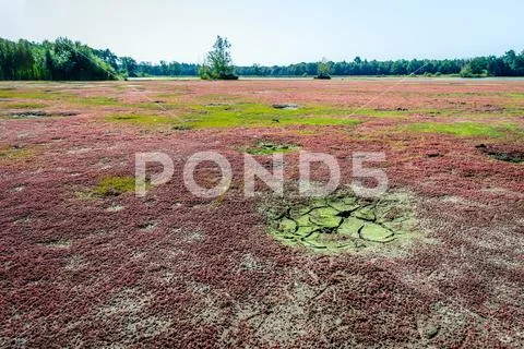 Drought in a Dutch nature reserve Stock Photos
