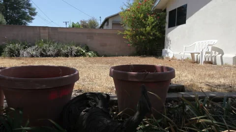 Drought empty pots slide left pt1 Stock-Footage 49274300