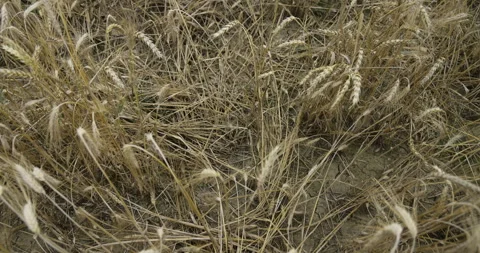 Drought in the field and losses caused by animals, 4K Stock Footage 257347309