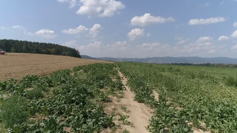 Drought in the field, beetroot and hare, aerial view Stock Footage 123651389