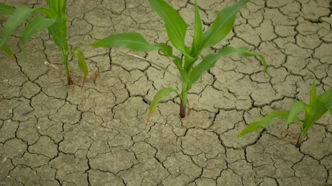 Drought field land maize corn leaves Zea mays, drying up soil, drying up the Stock Footage 134510227