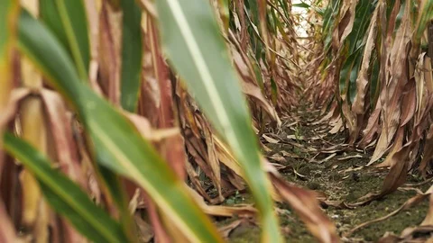 Drought, field of withered corn Stock Footage 122677216