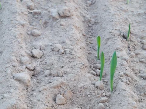 Drought on the fields Stock Photos