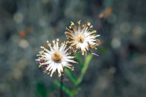 Drought flowers Stock Photos