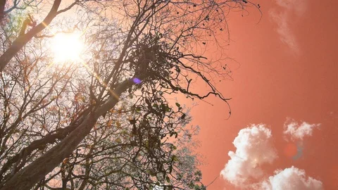 Drought Stock Footage 90978581