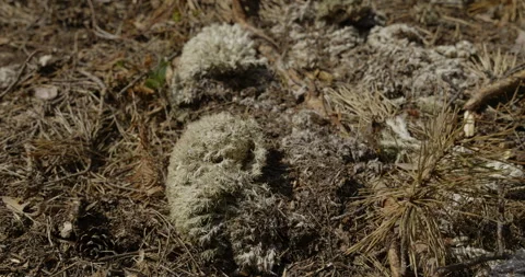 Drought in the forest, dried moss, 4K Stock Footage 244332613
