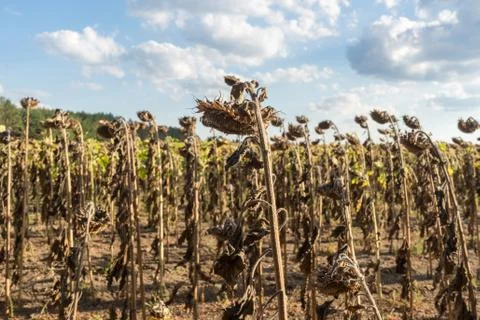 Drought in Germany Stock Photos