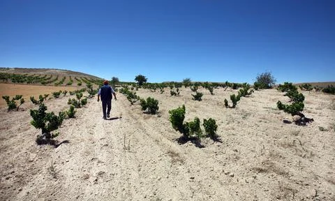 Drought at grape field Stock Photos