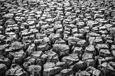 Drought ground in summer. Stock Photos