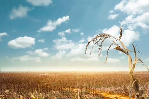 Drought has decimated a crop of corn and left the plants dried out and dead.  Stock Photos