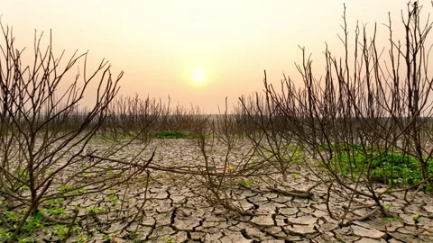 Drought impact dead tree and drying river 動画素材 210517680