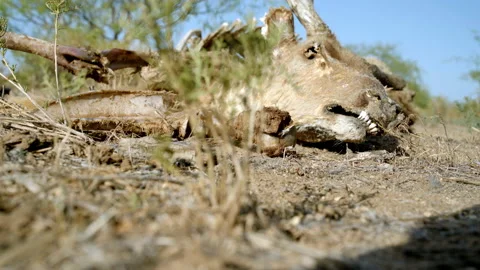 Drought-killed Deer Revealed with Rack Focus, 4k Stock Footage 149024094