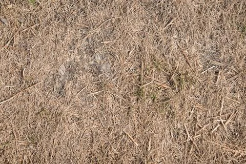 Drought Killed Grass Stock Photos