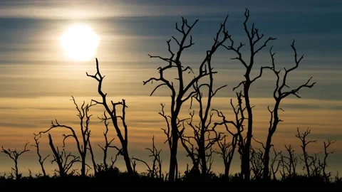 Drought Land and Burnt Trees under Sunset, Time Lapse with Colorful Clouds Stock Footage 201365452