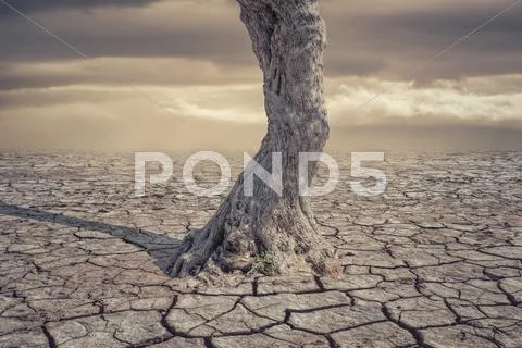 Drought Land and lonely tree Stock Photos